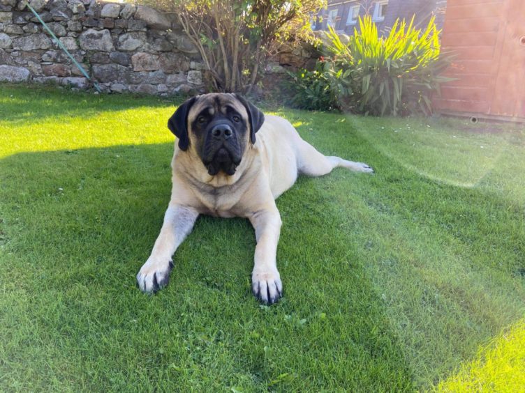 This handsome chap is Zak, who lives with Gary and Ann Laughton in Dufftown.