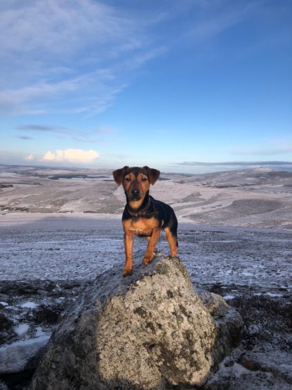 KING OF THE CASTLE: This week's winner Cooper enjoying the view at the top of Creag an Sgor, Glenbuchat. Cooper lives with Kate Fowlie at Guise Farm, Tough, Alford.