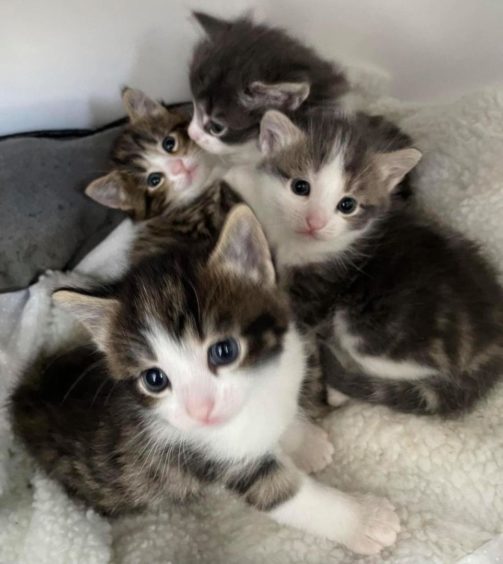 Caithness Cats Protection has warned of a looking disaster. Pictured are three kittens looking up into the camera. 