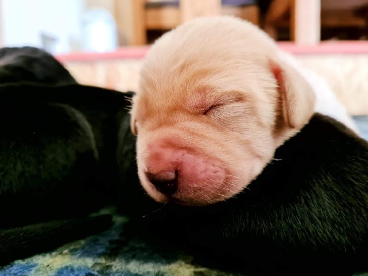 Ami Garriock, from Finstown, Orkney, sent us this gorgeous photo of Fara, the puppy she will soon be the proud owner of. Fara is one week and two days old in this photo.