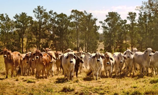 UK farmers are concerned about a trade deal with Australia.