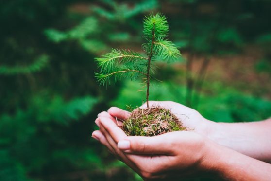 NFU Scotland says the drive to plant more trees is making some land too expensive for new entrants to buy.