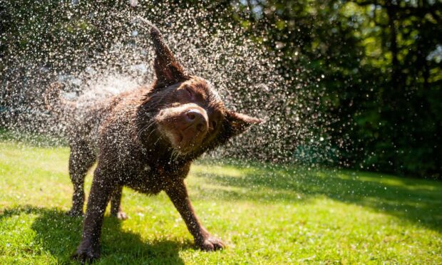 Can humans have their very own 'wet dog' smell?