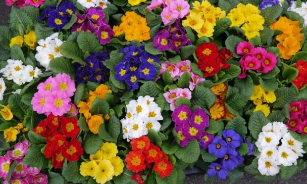 Polyanthus bring a beautiful splash of colour to any garden.