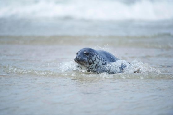 Harbour, or common, seals are becoming a less frequent sight around Orkney. Picture from Shutterstock