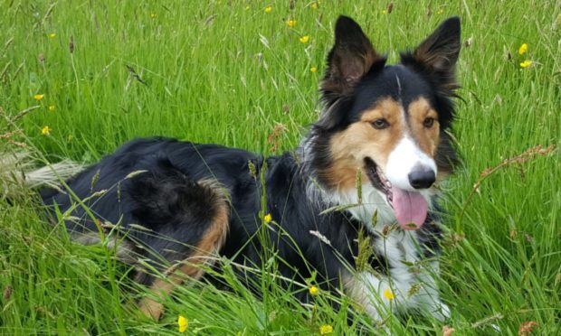 Gizzi is a five-year-old tricolour collie owned by Lawson and Jacqueline Taylor, from Onich, by Fort William.