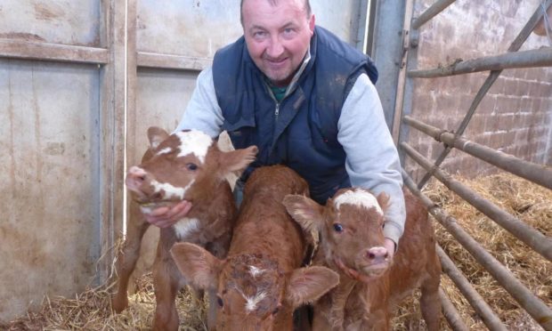 David Coghill has his arms full with the set of triplets produced by his six-year-old Simmental cross cow.