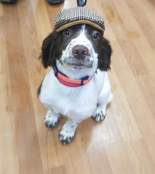 Sidney the springer spaniel posing in John and Wendy Walker’s local pet shop in Auchterless.
