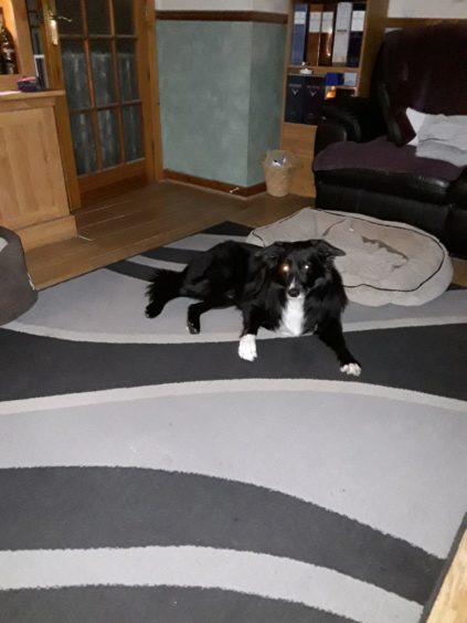 This is Max, the border collie who lives with Sandy in the next picture.