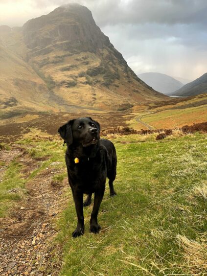 This week's winner Olive, owned by Katie Powell, from Kingswells, Aberdeen, visiting The Three Sisters, Glencoe.