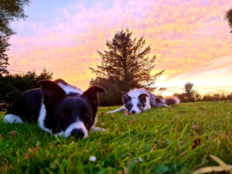 George Milne sent us this beautiful photo of his two collies, Floss, left, and Skye chilling out in the evening sun in his 
garden beside Portsoy.