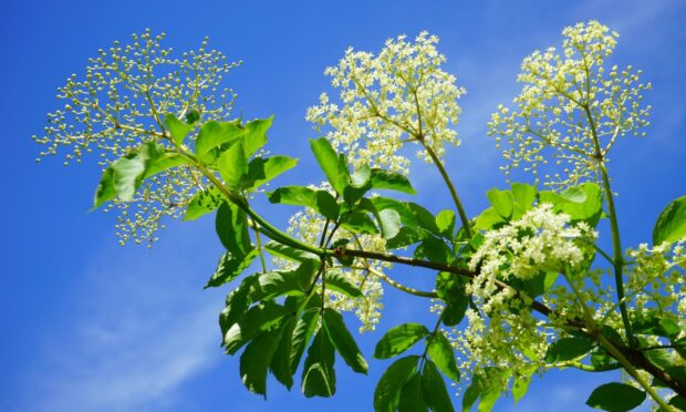 Weeds can be an unsightly nuisance, but did you know many of them contain hidden health benefits?