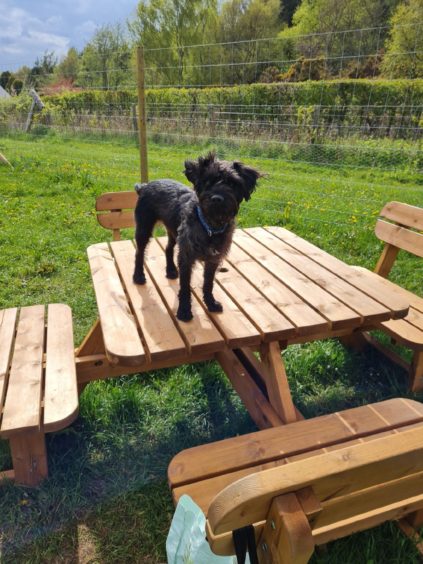 Macduff stands tall on a picnic bench at Westhill dog park in this photo sent in by Kay Duncan, from Peterculter.