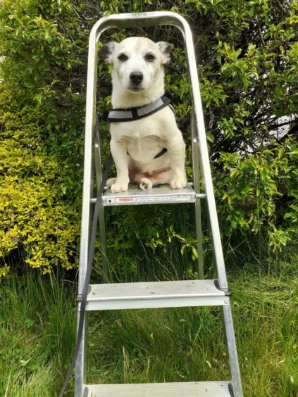 This clever climber is Rufus, who lives in Evanton with Anne, Emma and Stuart Calder.