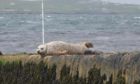 A seal which is suffering from an entanglement around its neck and its pup which has died at Sandsayre Pier, Shetland. Photograph by Niomi Pearson.