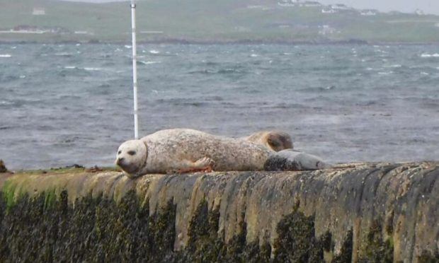 A seal which is suffering from an entanglement around its neck and its pup which has died at Sandsayre Pier, Shetland. Photograph by Niomi Pearson.
