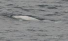 First Shetland sighting of beluga whale in nearly 25 years. PIC: Kristofer Wilson