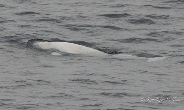 First Shetland sighting of beluga whale in nearly 25 years. PIC: Kristofer Wilson