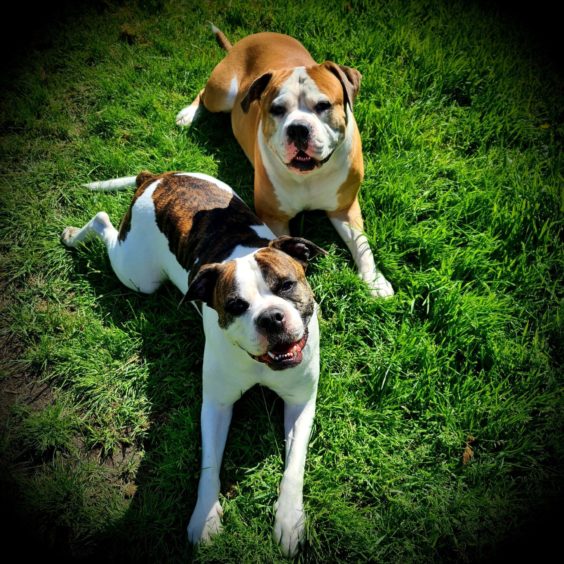 These two American bulldog crosses are Socks, back, and Dexter, front. Thanks to Dylan Cunningham for sending in the pic of the pair sunning themselves in his garden in Aberdeen.