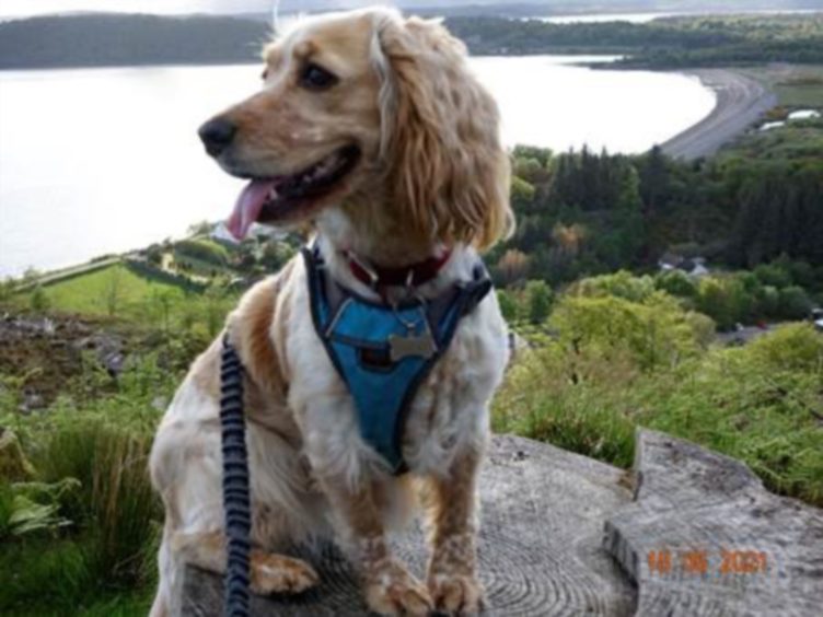 Allison Geekie, from Laurencekirk, sent in this pic of her dog Roxy taking in the view at Beinn Lora, Benderloch.