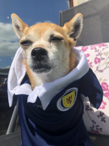 Yes, sir, I can boogie and bark! Little Kiki the Jackchi was certainly supporting Scotland at the Euros, says owner Karen Sinclair, from Ellon.