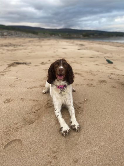 This happy doggie is Bonnie on a walk at Golspie Beach, in a picture from owner Mea Macleod, from Golspie.