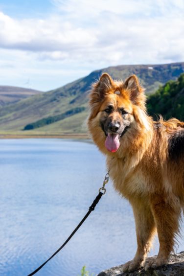 This is Kuma at Loch Killin in the Monadhliath mountains, who lives with owner Alannah Graydon, from Aberchalder.