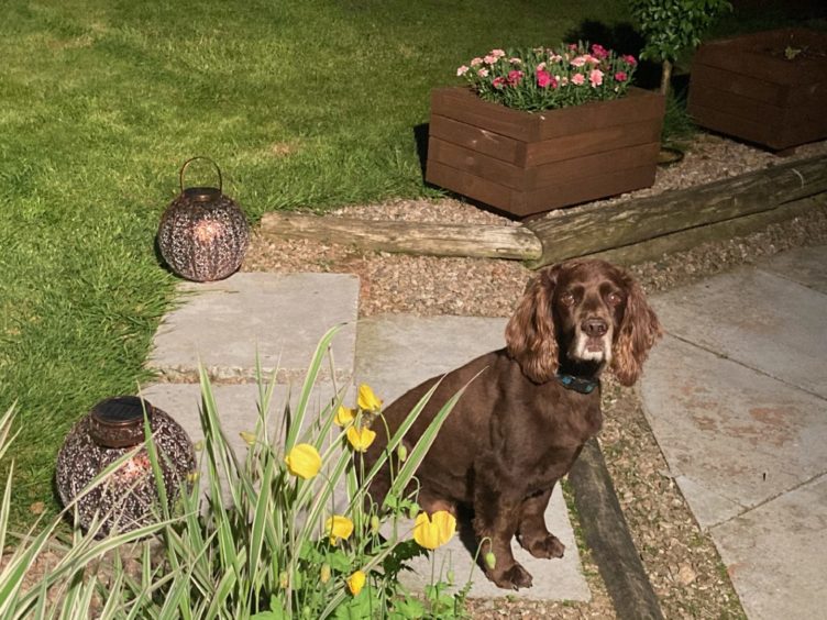 Thanks to Lesley Boxall, from Inverurie, for sending us this photo of her dog Buddy, enjoying the garden.
