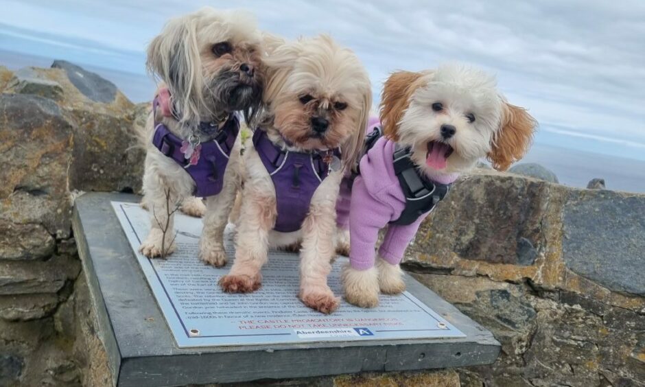 Mia, Tia and Luna pose for a group photo at Findlater Castle. Thanks to Sarah Duncan, from Keith, for sending us the picture.