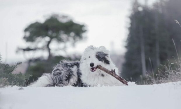 Thanks to Elizabeth Black, from Scaniport, near Inverness, for sending us this pic of Baxter enjoying a good stick at a snowy Scaniport.