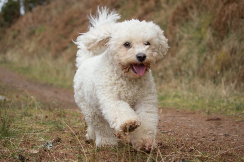 Poppy, enjoying an energetic walk. Pic sent in by Elizabeth Black, from Scaniport, near Inverness.