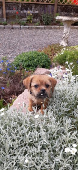 Scruff, a 10-week-old shorkie,  finding his bearings at his forever home with  owners Anna and Peter Scott, from Maud.
