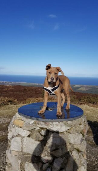 This clever boy is Prince, standing proudly at the top of the Bin Hill, near Buckie. The photo was taken by Prince’s owner, Kelly Mckay, from  Portsoy.