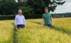 Charlie and Murray Horn in their winning crop of Laureate spring barley.