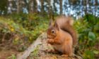 A red squirrel eating a nut on a tree.