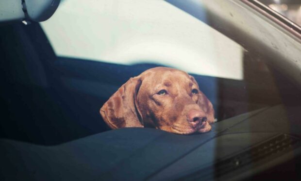 Never leave your four-legged friend in a hot car.