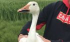 Two snow geese from a park in Germany were found summering in Orkney. Photo: North Ronaldsay Bird Observatory