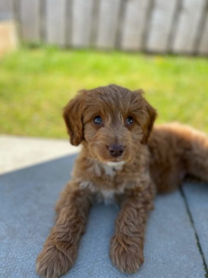 Julie McKenzie-Scott, from Alford, sent us this pic of her gorgeous 10-week-old cockapoo
puppy Cooper, relaxing in the garden