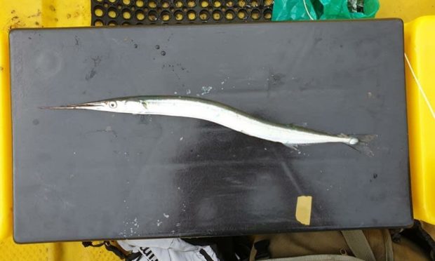 This unusual-looking specimen is named a Belone belone, otherwise known as a garfish.