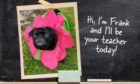 Frank the therapy pug has his own classes at school.