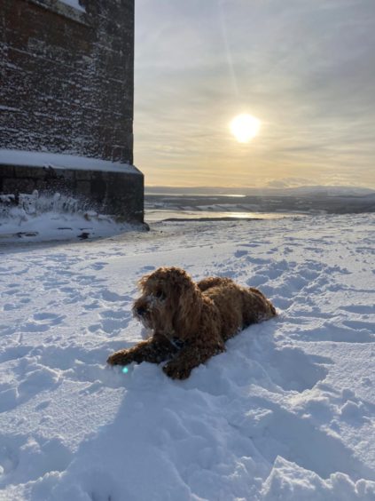 Jill McFarlane kindly sent us this picture of her ‘grandoggy’ Lubo, taken up Ben Bhraggie a few
months ago. The handsome cockapoo lives in Alness.