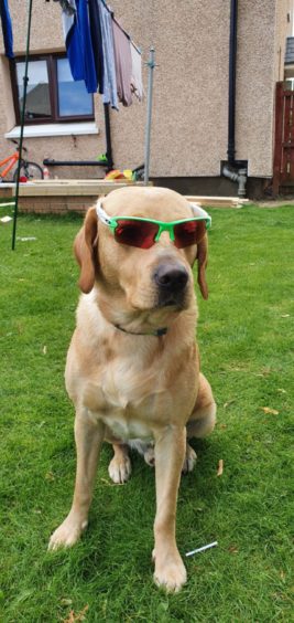 Looking super-cool is four-year-old fox red  Labrador Bailey, who lives with Paula Anne  Harding in Aberdeen.