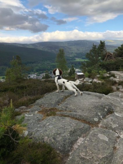 Fiona Bannister sent in this great snap of her dog, Jura, enjoying the view of  Ballater from the top of Craigendarroch Hill