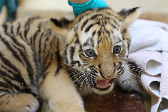 The male Amur tiger cub getting his check-up. Picture from the Highland Wildlife Park