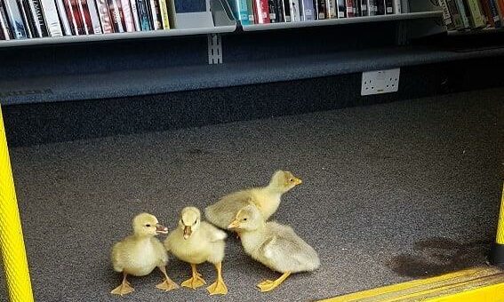The ducklings in the library today. Picture from Moray Council Libraries and Information Services