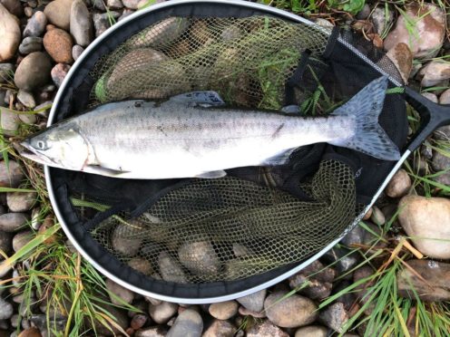A pink Pacific salmon netted at the River Dee near Garthdee.