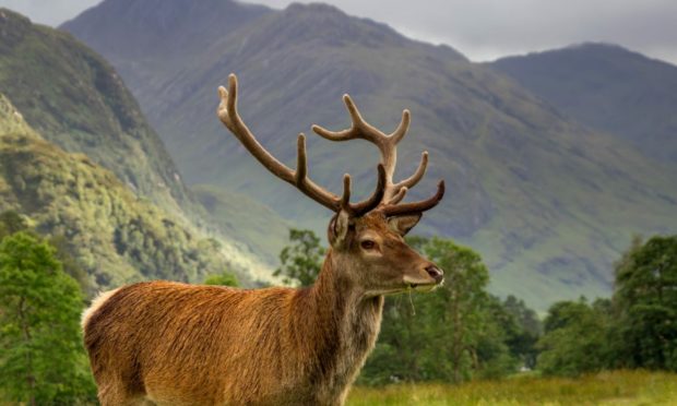 Walkers are urged to check for deer culling before heading for the hills