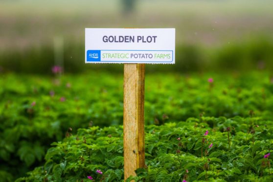 AHDB is ending its activities in the potato and horticulture sectors.