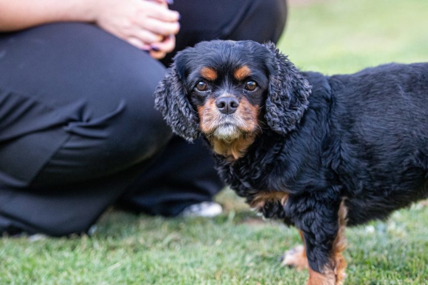 Toni Gordon's dog Archie