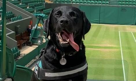 Floyd and his friend Brodie protected the crowd at Wimbledon from hidden explosives.